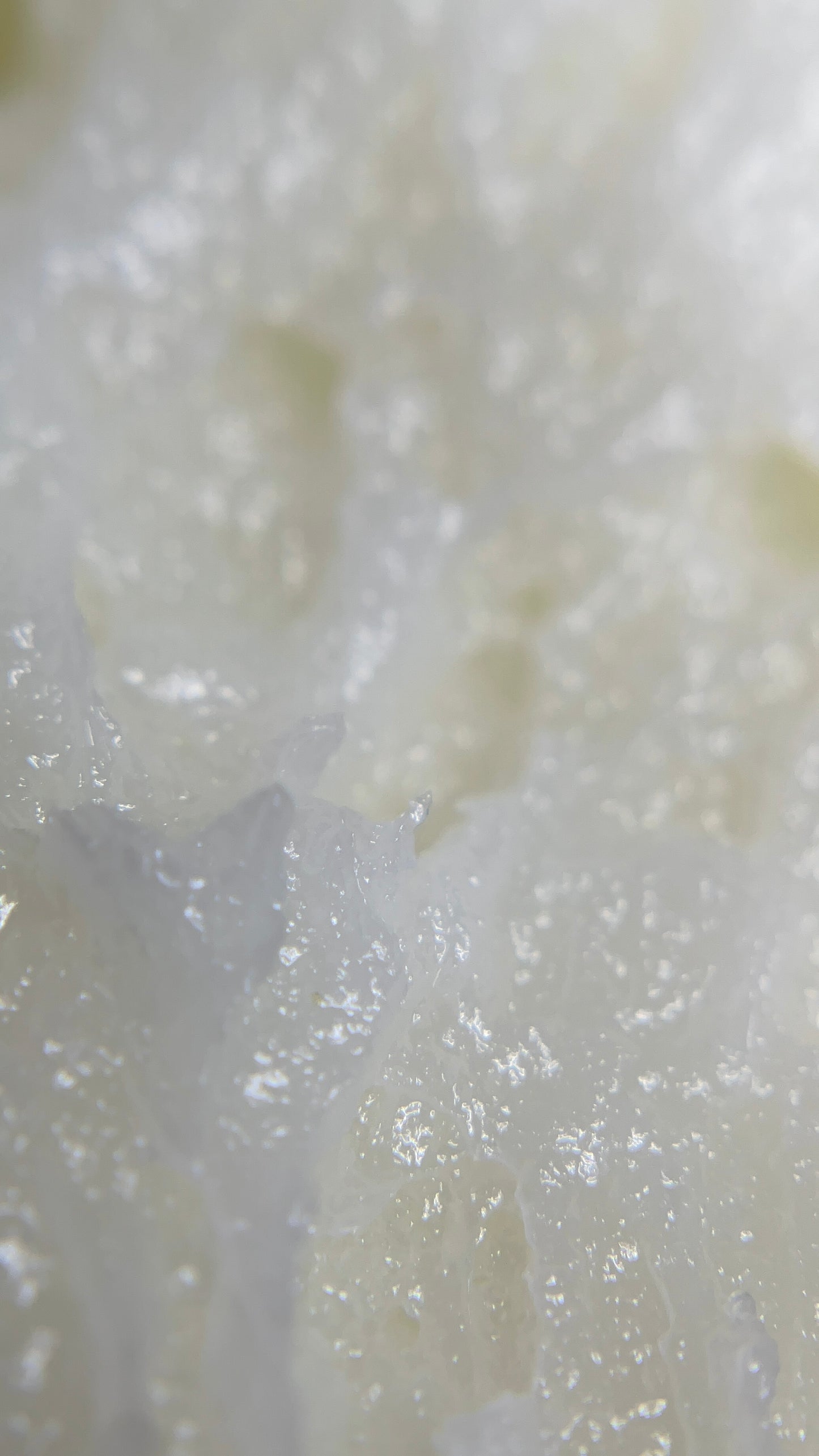 Sacred Goddess Tallow Body Moisturizer