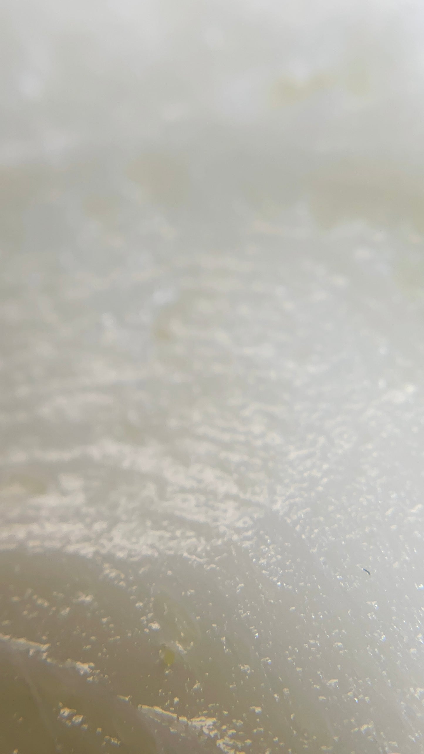 Sacred Goddess Tallow Body Moisturizer